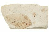 Fossil Leaf (Alnus?) - France #254350-1